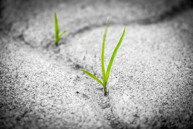 grass popping through sidewalk