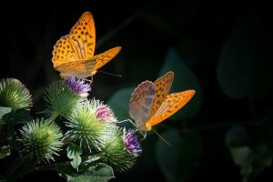 2 moths on plants