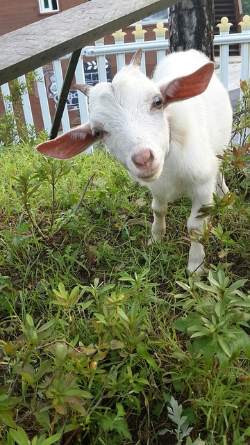 A GOAT
