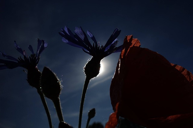 POPPY IN DARK FIELD