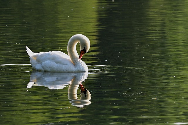 swan looking at reflection