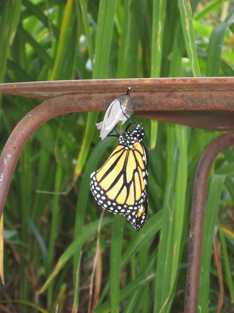 BUTTERFLY