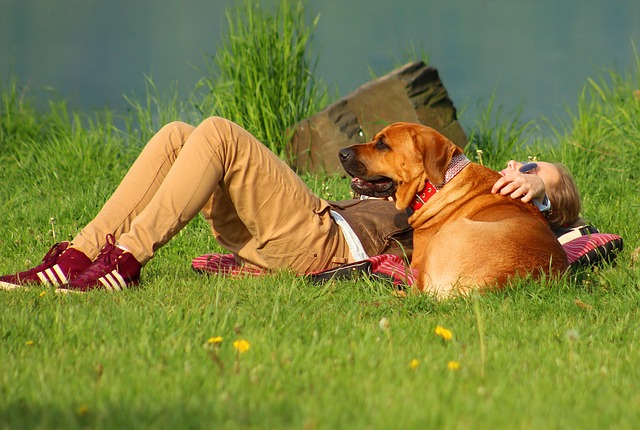 DOG ON GRASS