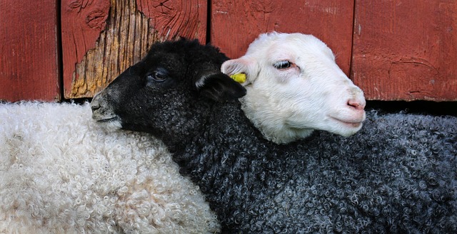 sheep black and white
