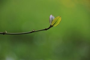 small plant