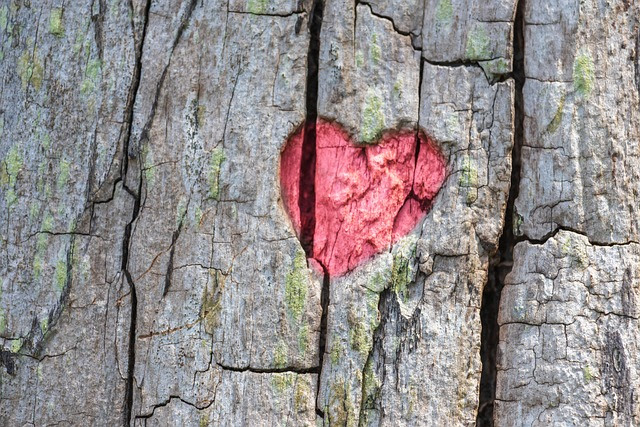 heart on a tree
