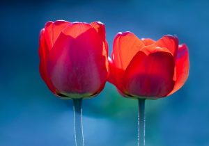 roses
