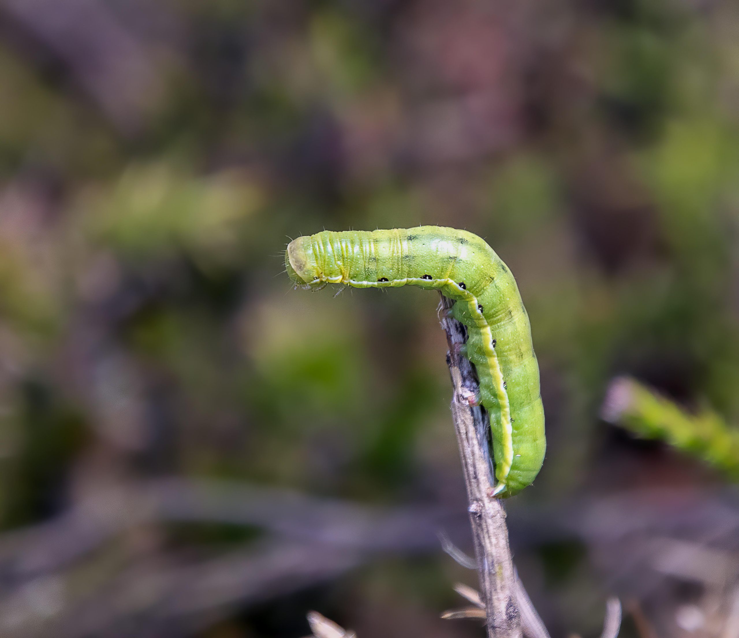 CATERPILLAR