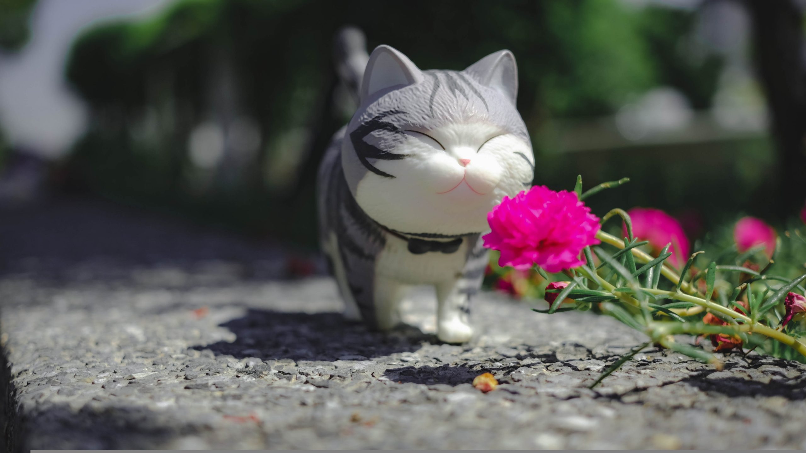 CAT SMELLING FLOWERS