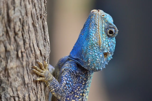 LIZARD