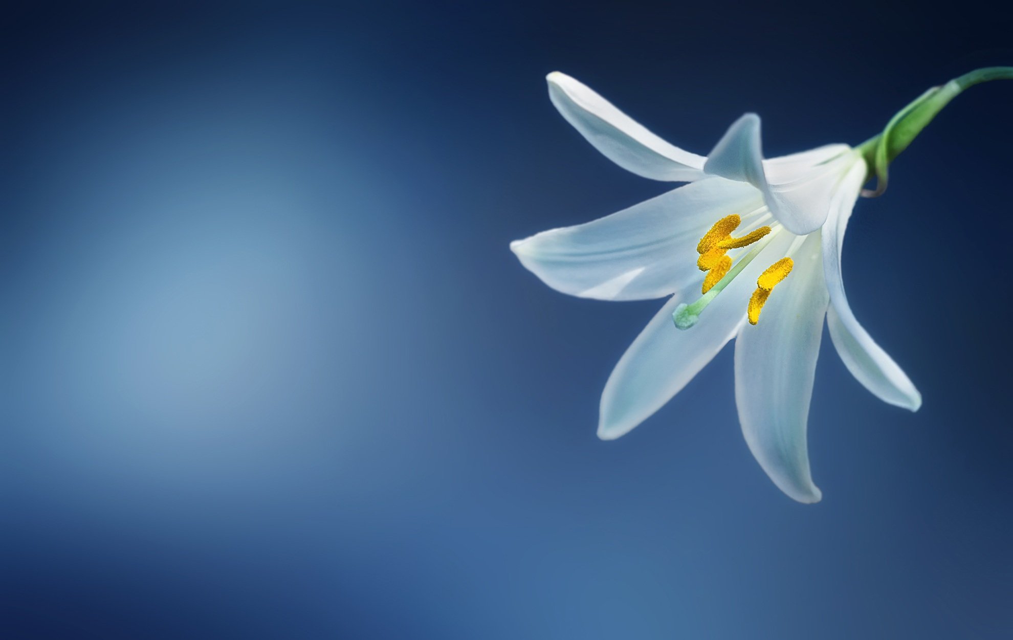 lillies