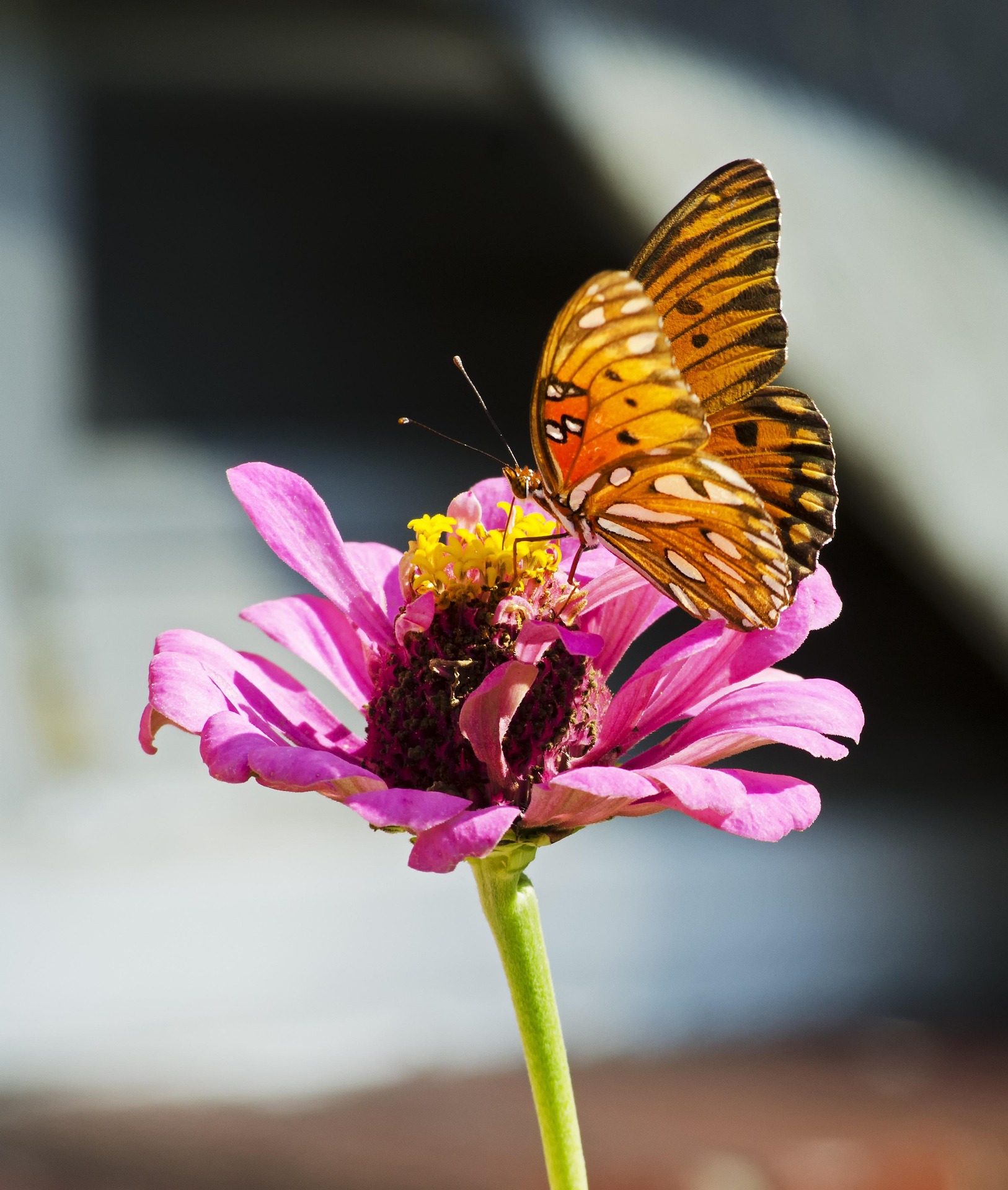 butterfly on a flower