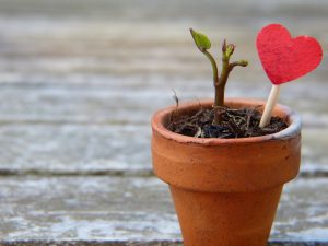LITTLE PLANT