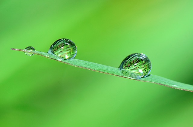 LEAF WITH DROPS OF WATER