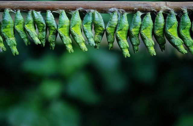 COCOON