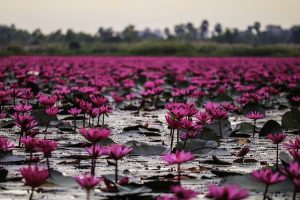 LAKE WITH FLOWERS
