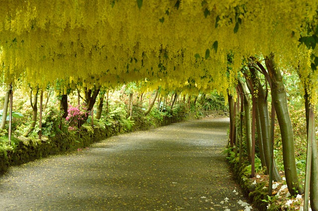 path with trees