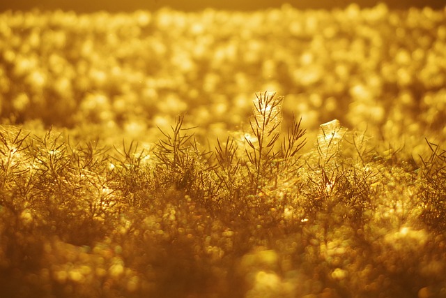 meadow