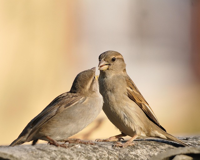 2 little sparrows