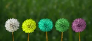 DANDELIONS